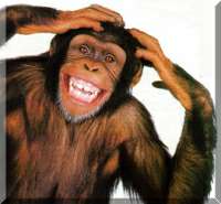 Affe